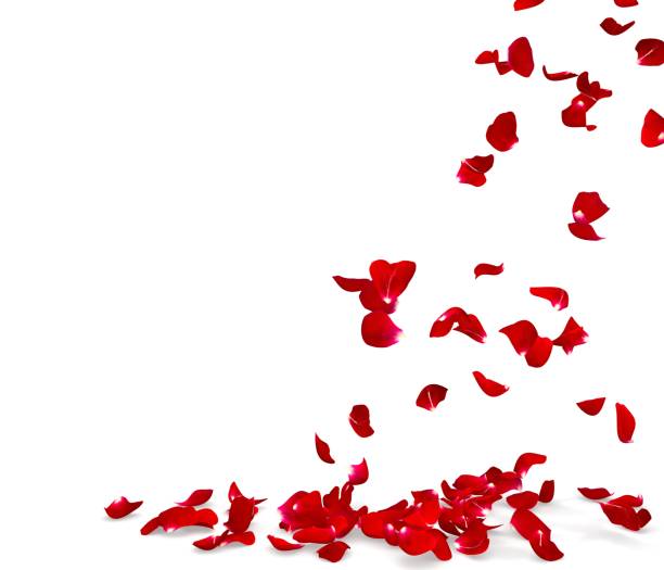 istock Rose petals fall to the floor 682366670