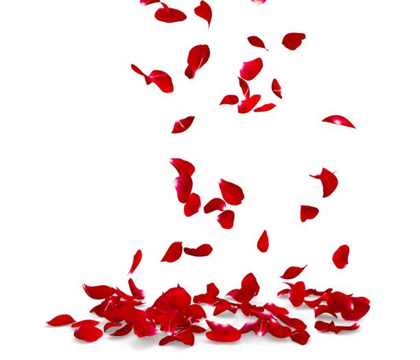 istock Rose petals fall to the floor 682366756