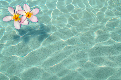 two colorful flowers floating on clear water
