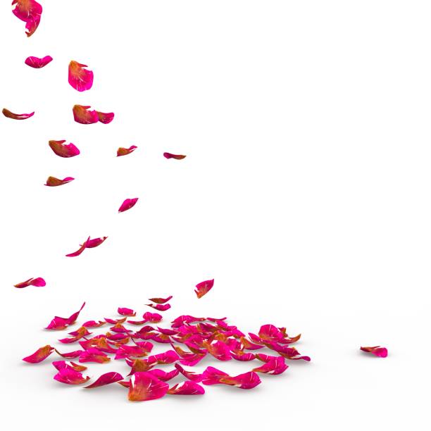 istock Rose petals speckled fall on the floor 682370828