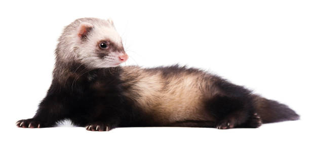 istock Cute grey ferret in full growth lies isolated 682371052