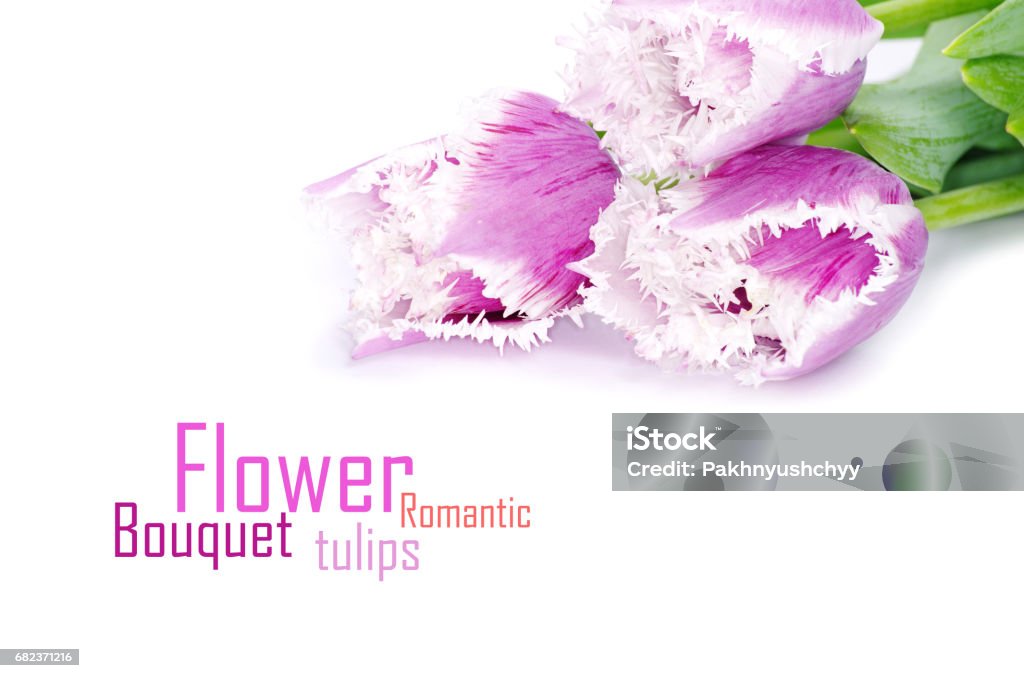 tulipani rosa - Foto stock royalty-free di Affilato