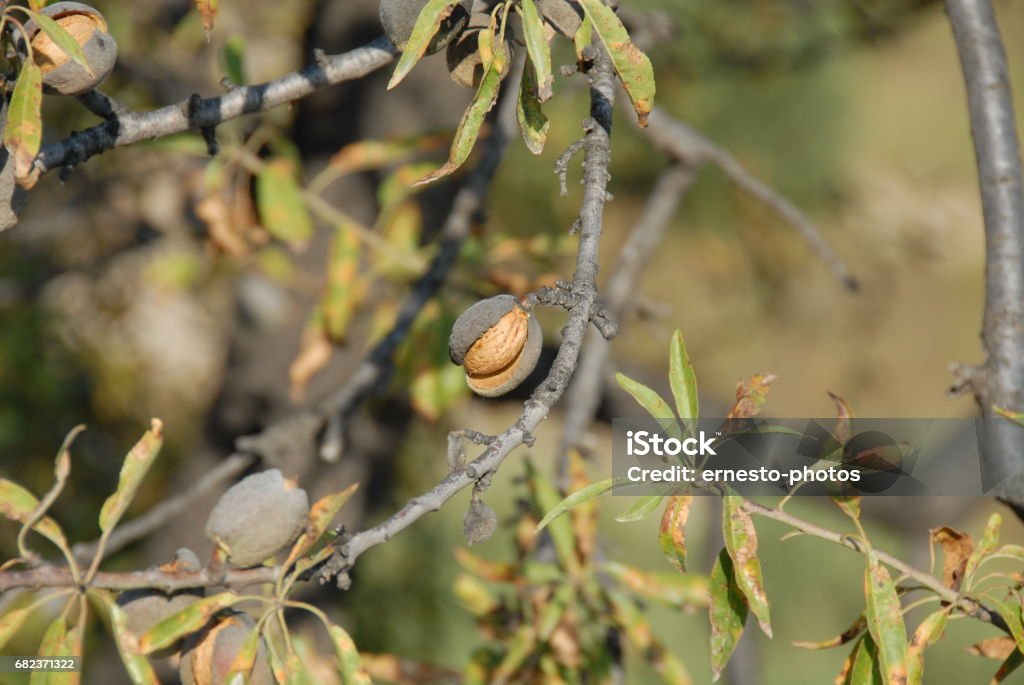 Mandorle da albero in Spagna - Foto stock royalty-free di Albero