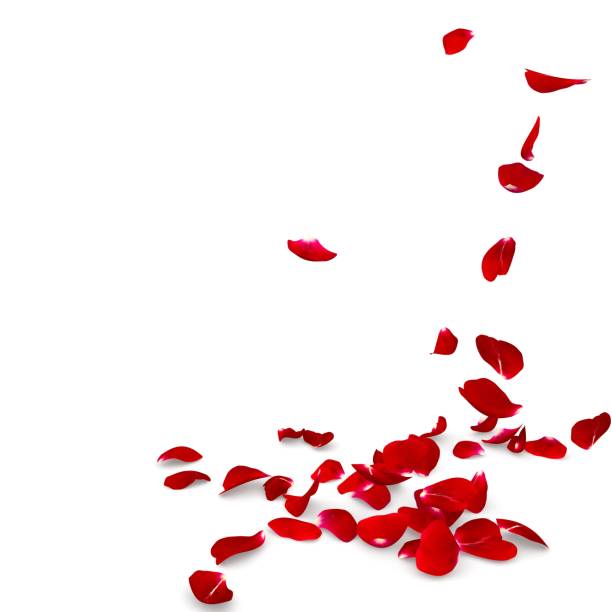 istock Rose petals fall to the floor 682371452