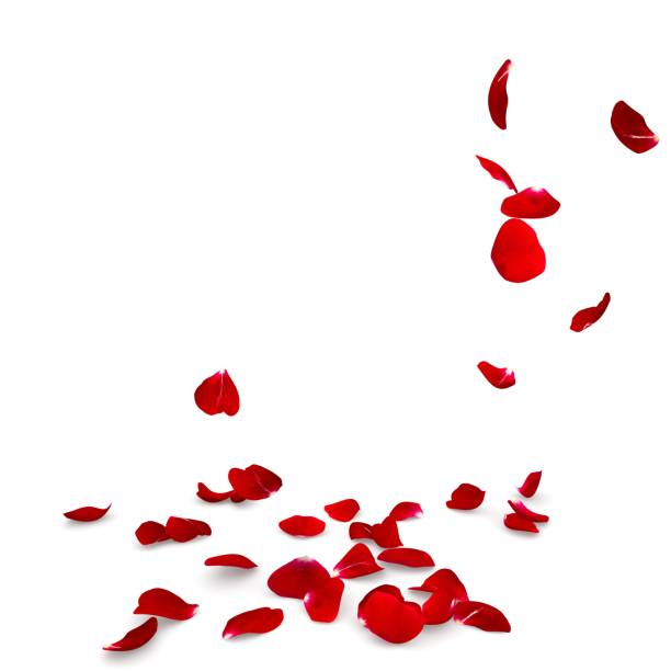 istock Rose petals fall to the floor 682373534