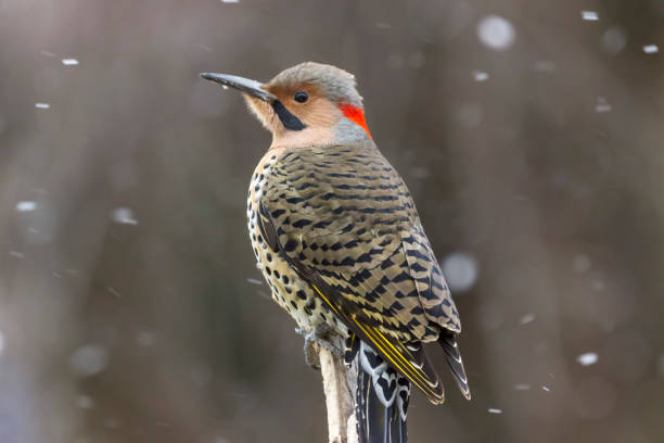 istock Northern flicker woodpecker in the snow 682374208
