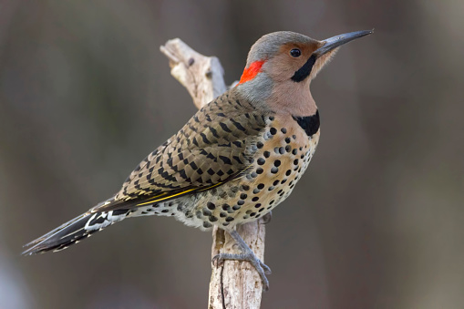 A beautiful Northern flicker woodpecker on a branch