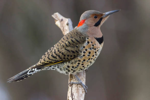 Northern flicker woodpecker on a branch A beautiful Northern flicker woodpecker on a branch flicker bird stock pictures, royalty-free photos & images