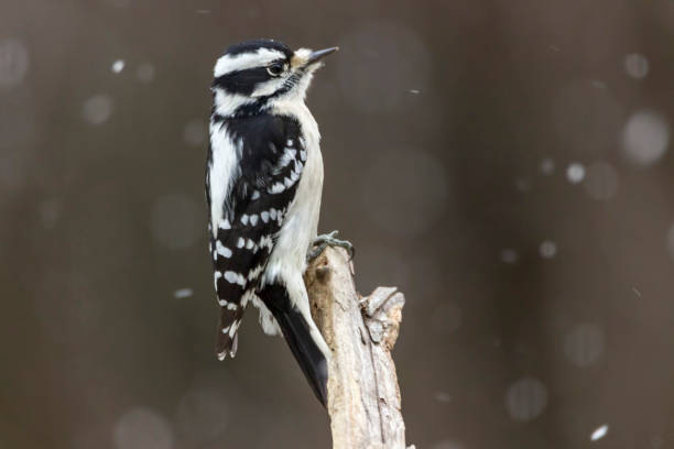 pájaro carpintero peludo en la nieve - picoides villosus fotografías e imágenes de stock