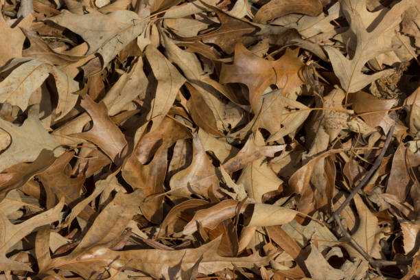 istock fallen leaves in autumn 682374282