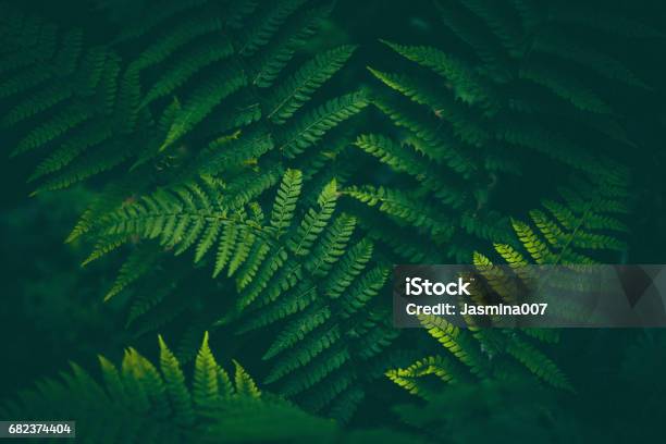 Fern Background Stock Photo - Download Image Now - Fern, Forest, Backgrounds