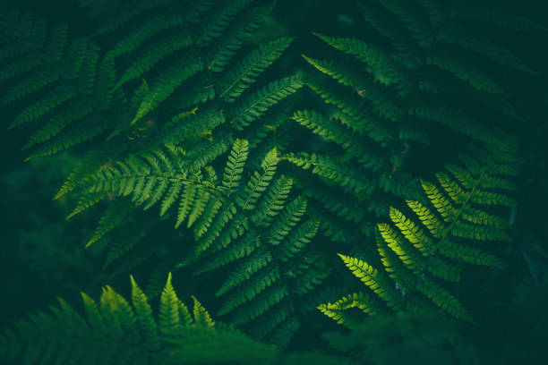 папоротник фон - rainforest macro horizontal close up стоковые фото и изображения