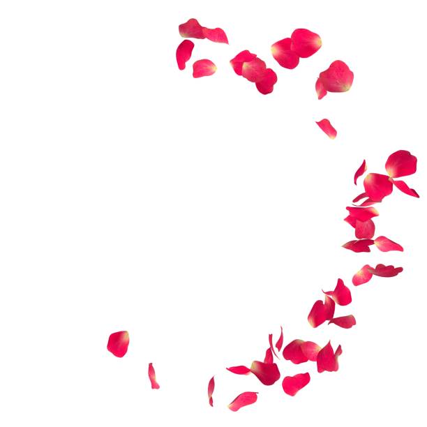 istock The red rose petals are flying in a circle on isolated white background 682374428