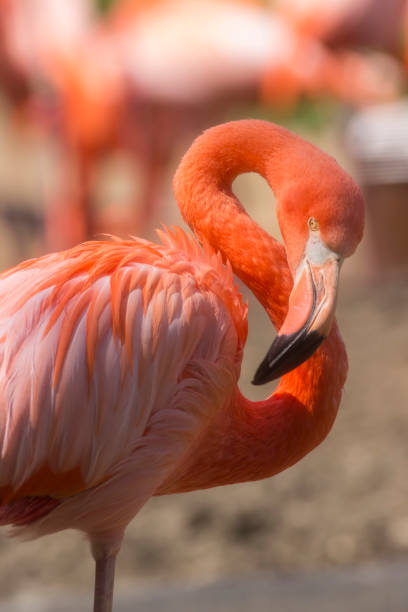 istock pink flamingo portrait 682374432