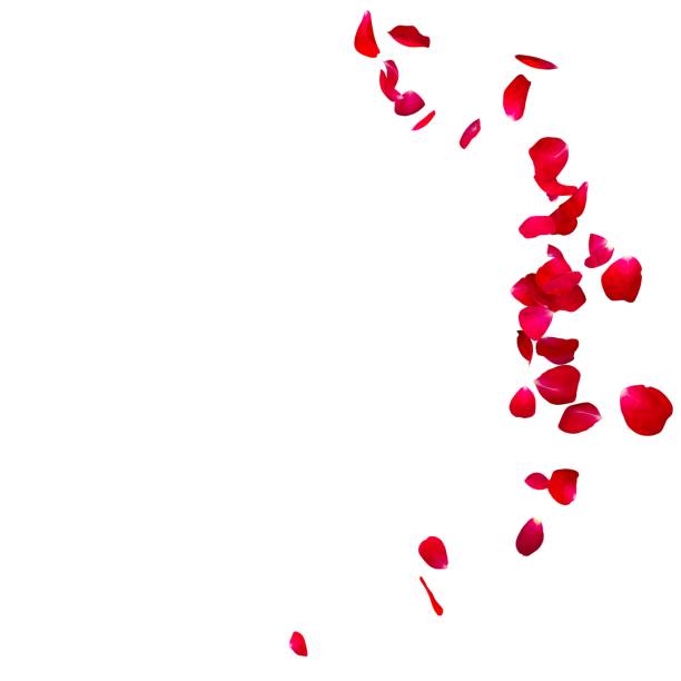 istock The red rose petals are flying in a circle on isolated white background 682376686