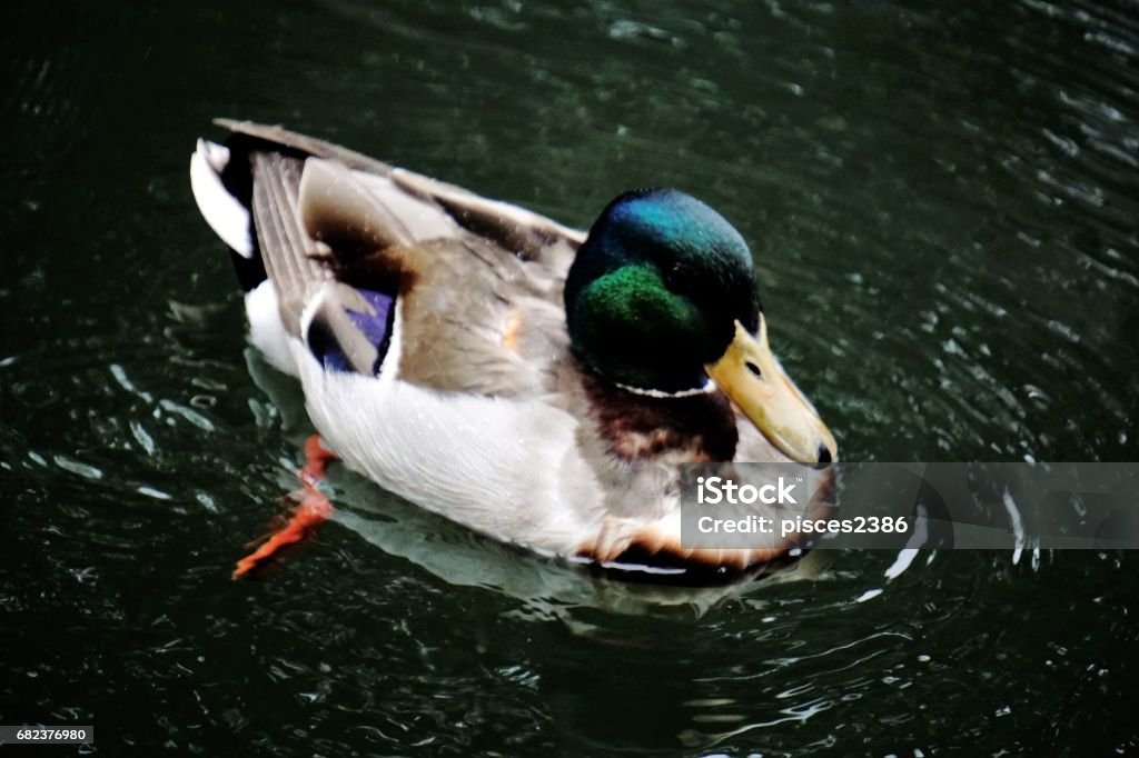 Mallard swimming in lake Photo of a mallard swimming in a lake Animal Stock Photo