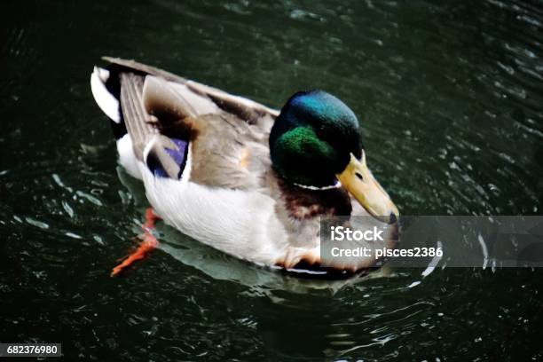 Mallard Swimming In Lake Stock Photo - Download Image Now - Animal, Animal Wildlife, Animals In The Wild