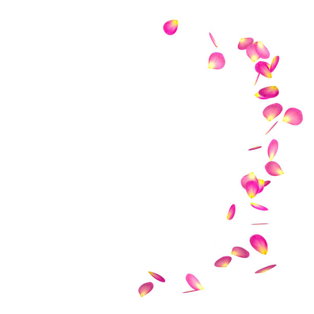 istock The red rose petals are flying in a circle on isolated white background 682377050