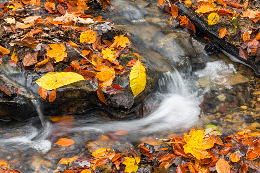 Water courses around a rocky stream bed blanketed in colorful fallen autumn leaves.