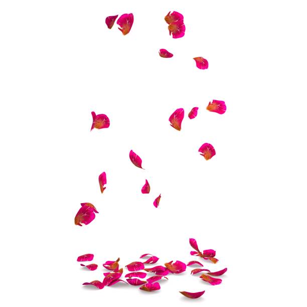 istock Rose petals speckled fall on the floor 682380046