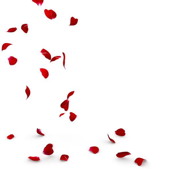 istock Rose petals fall to the floor 682380710