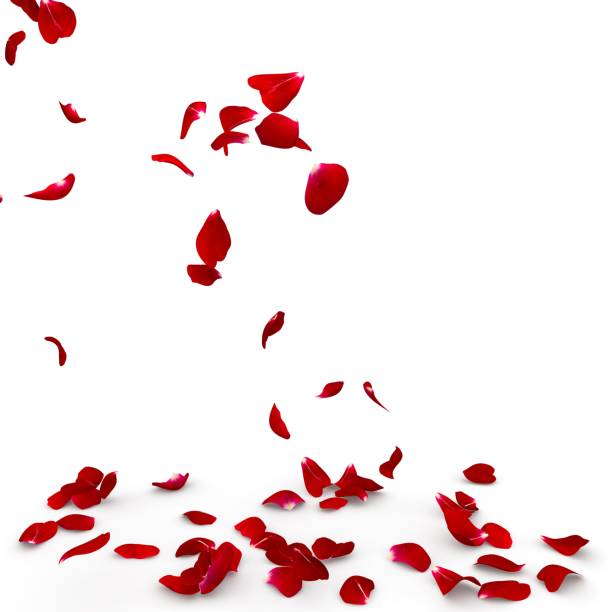 istock Rose petals fall to the floor 682380776