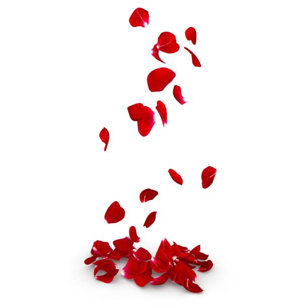 istock Rose petals fall to the floor 682381052
