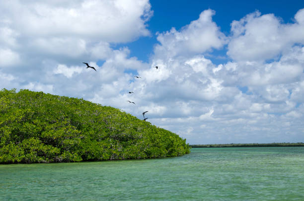 istock mangrove trees in sea 682381270
