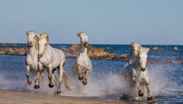 istock White Camargue Horses galloping along the sea beach. 682382174