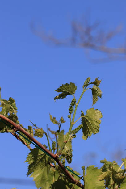 istock Leaves and young grapes of vine grape in spring 682382202