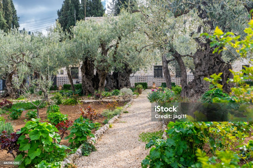 Garden of Gethsemane - pathwalk Gethsemane garden on the mount of olives Ancient Stock Photo