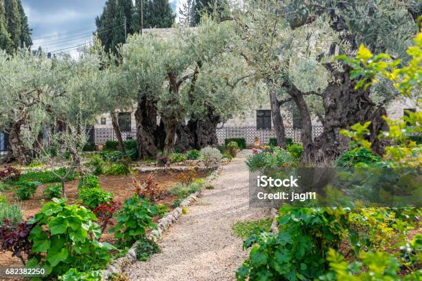 Garden Of Gethsemane Pathwalk Stock Photo - Download Image Now - Ancient, Bible, Blood