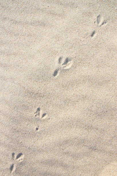istock Bird's footprints at yellow sand seaside daytime 682384738