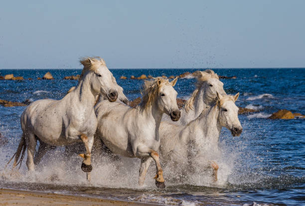 istock White Camargue Horses galloping along the sea beach. 682384820