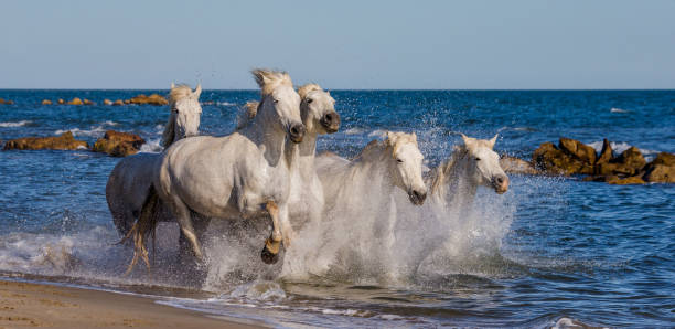 istock White Camargue Horses galloping along the sea beach. 682384860
