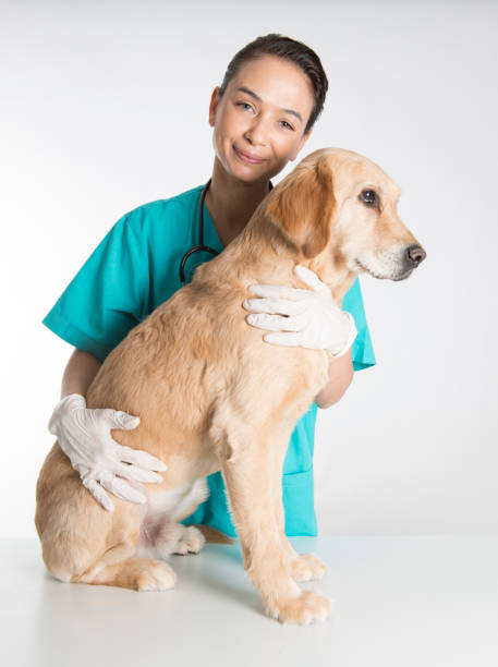 istock Veterinarian Embracing a Dog 682384882
