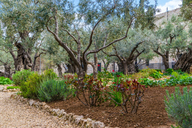 istock Garden of Gethsemane - olive trees 682385384