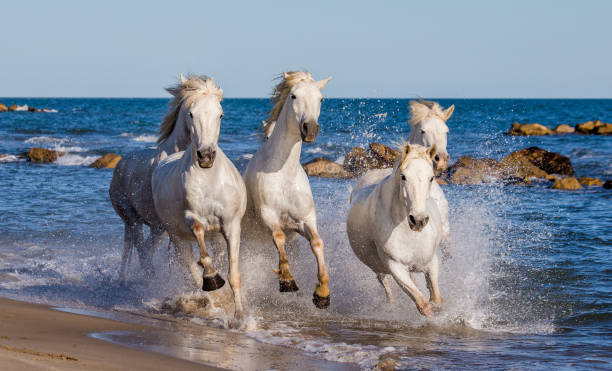 istock White Camargue Horses galloping along the sea beach. 682385472