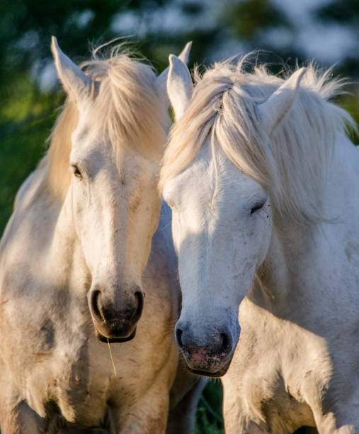 istock Portrait of two White Camargue horses. 682388062