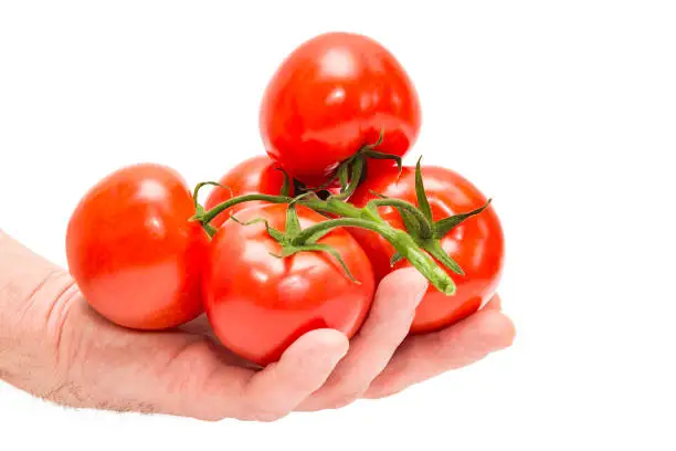 Hand holding red tomatoes isolated