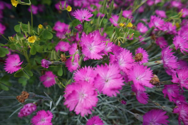 istock Purple Flowers 682388418
