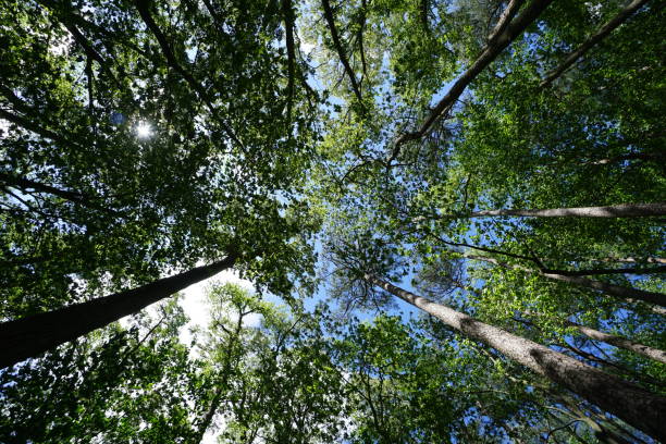 istock View of Sky in the Forest 682388422