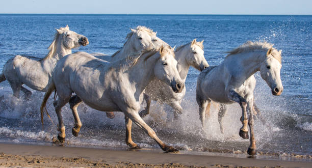 istock White Camargue Horses galloping along the sea beach. 682388880