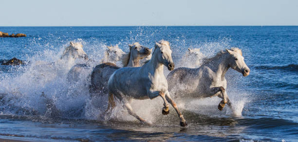 istock White Camargue Horses galloping along the sea beach. 682391104