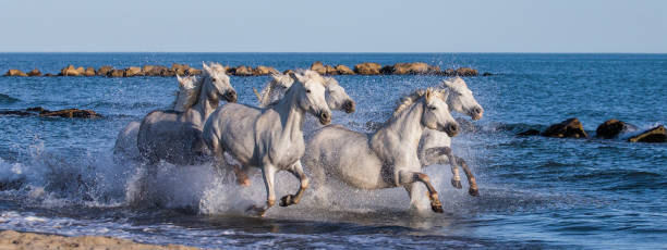 istock White Camargue Horses galloping along the sea beach. 682391368