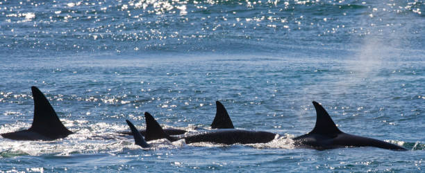 istock Group of killer whales in the water. 682391928