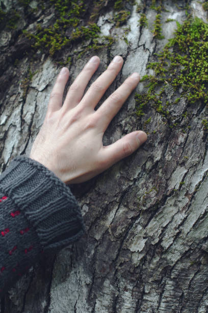 istock closeup of hand touching a tree 682394932
