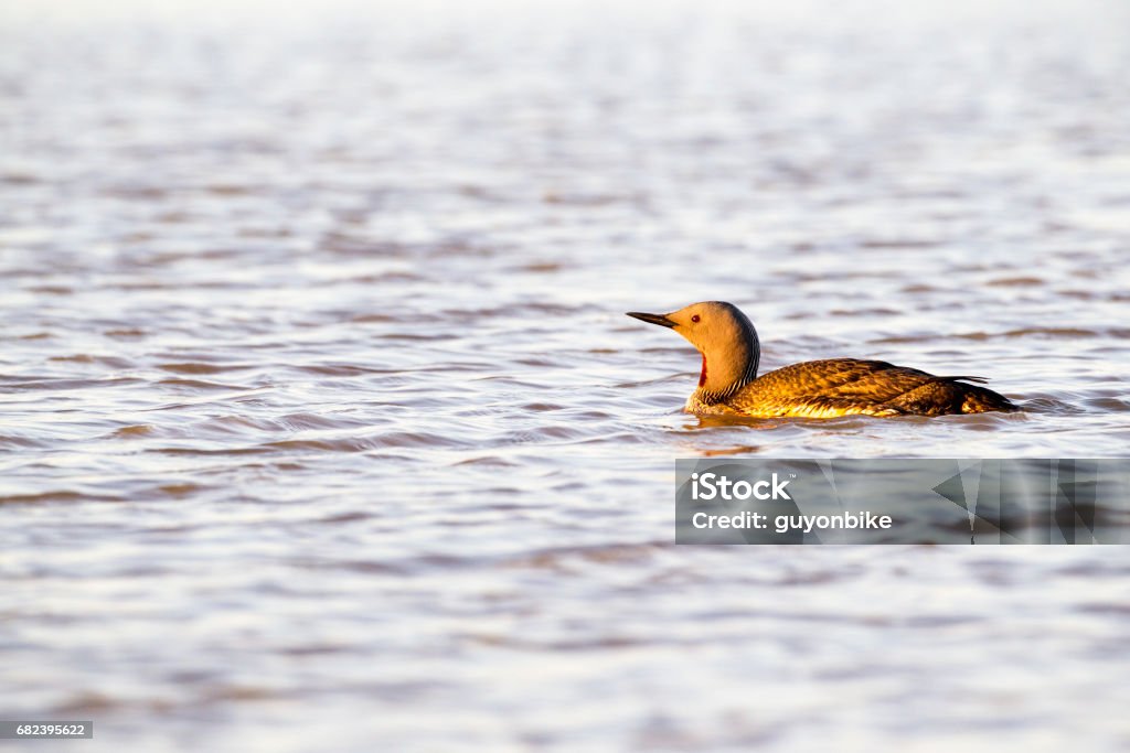 Red Throated Diver. Red Throated Diver, swimming on a pool in Iceland. Animal Stock Photo