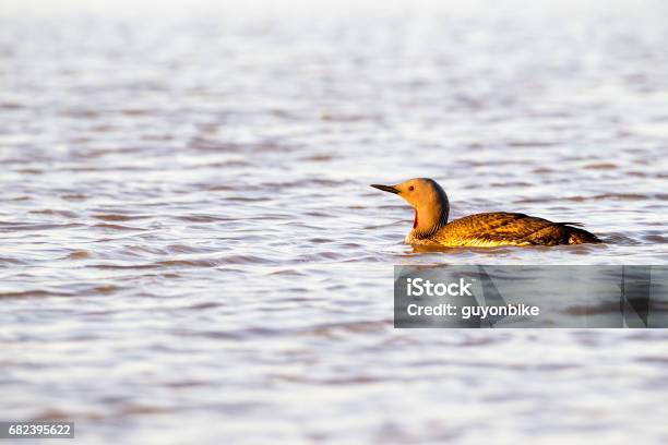 Red Throated Diver Stock Photo - Download Image Now - Animal, Animal Behavior, Animal Body Part