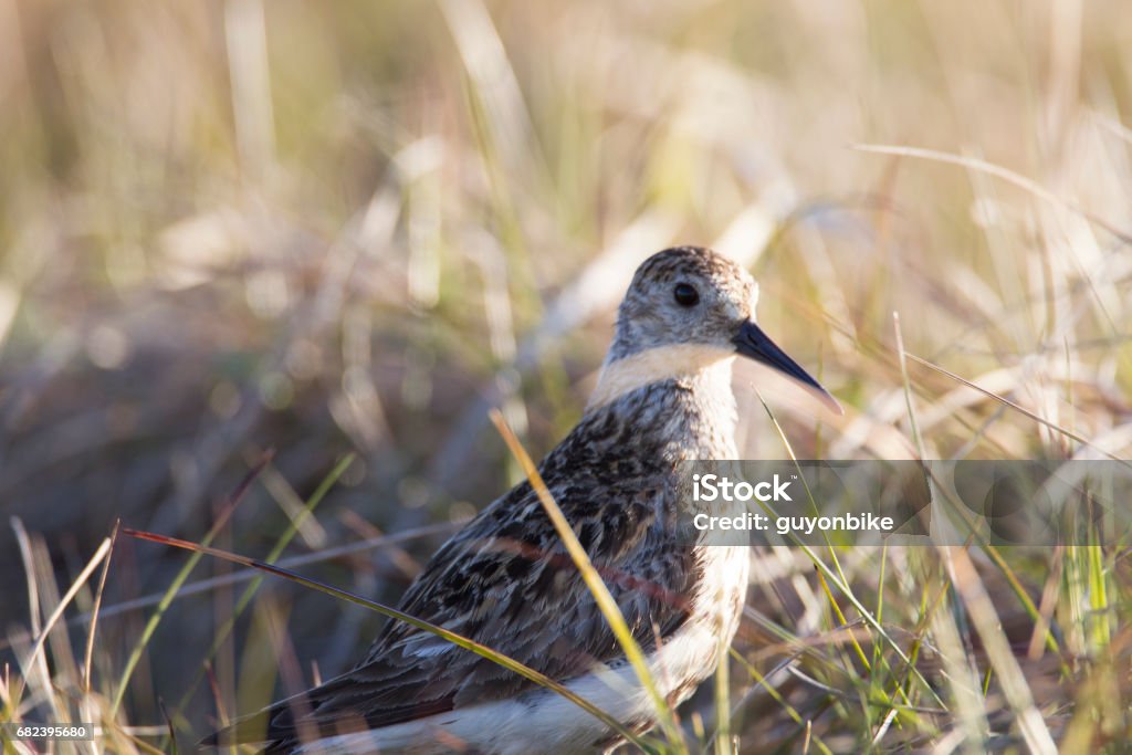 Alert Sandpiper. An alert sandpiper in the overgrown grass, Iceland. Aerial View Stock Photo